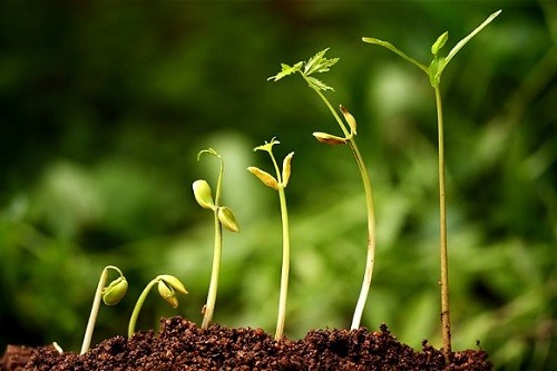 Гумат Калия «ЭКОР» Гумат Калия «ЭКОР»