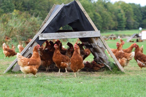 Кормовая добавка «ЭКОР-К» Кормовая добавка «ЭКОР-К»